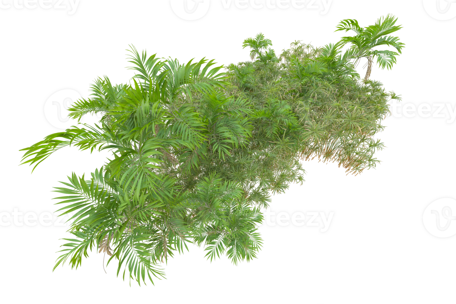 Tropical forest isolated on transparent background. 3d rendering - illustration png