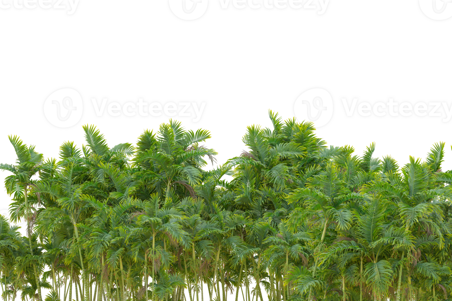 Tropical forest isolated on transparent background. 3d rendering - illustration png