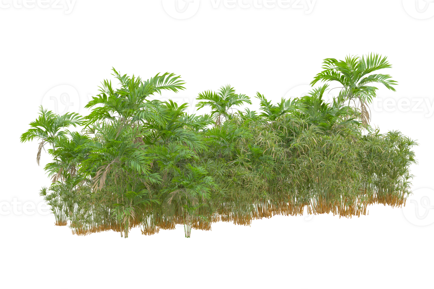 Tropical forest isolated on transparent background. 3d rendering - illustration png