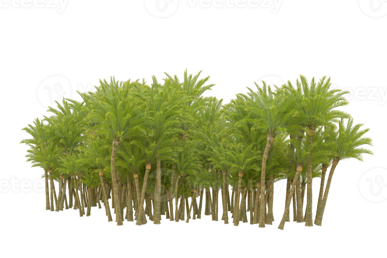 Tropical forest isolated on transparent background. 3d rendering - illustration png