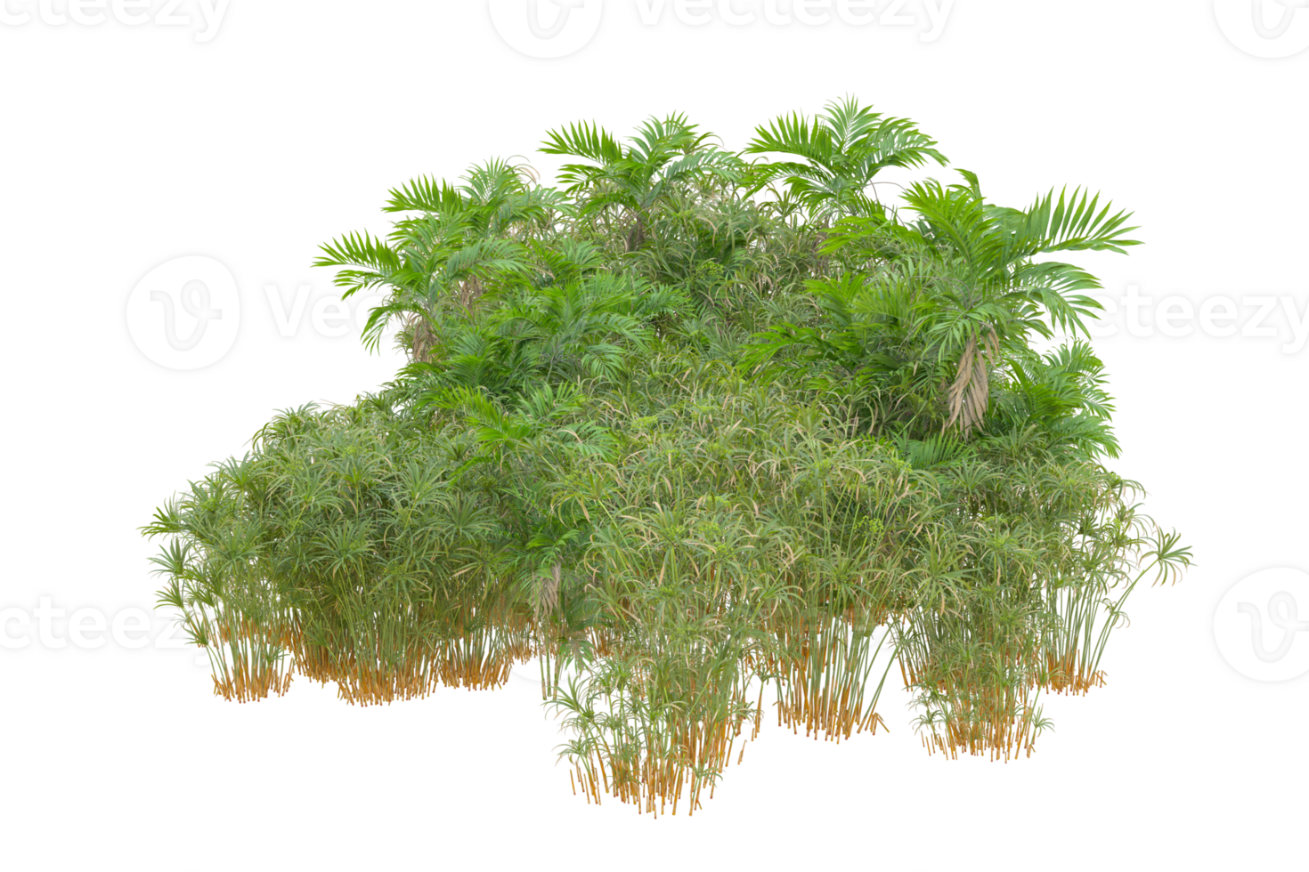 Tropical forest isolated on transparent background. 3d rendering - illustration png