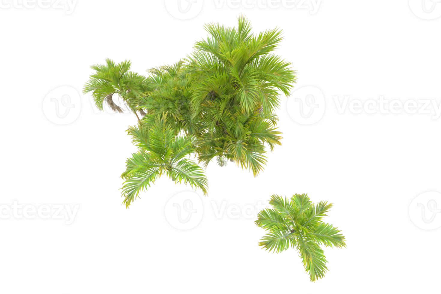 Tropical forest isolated on transparent background. 3d rendering - illustration png