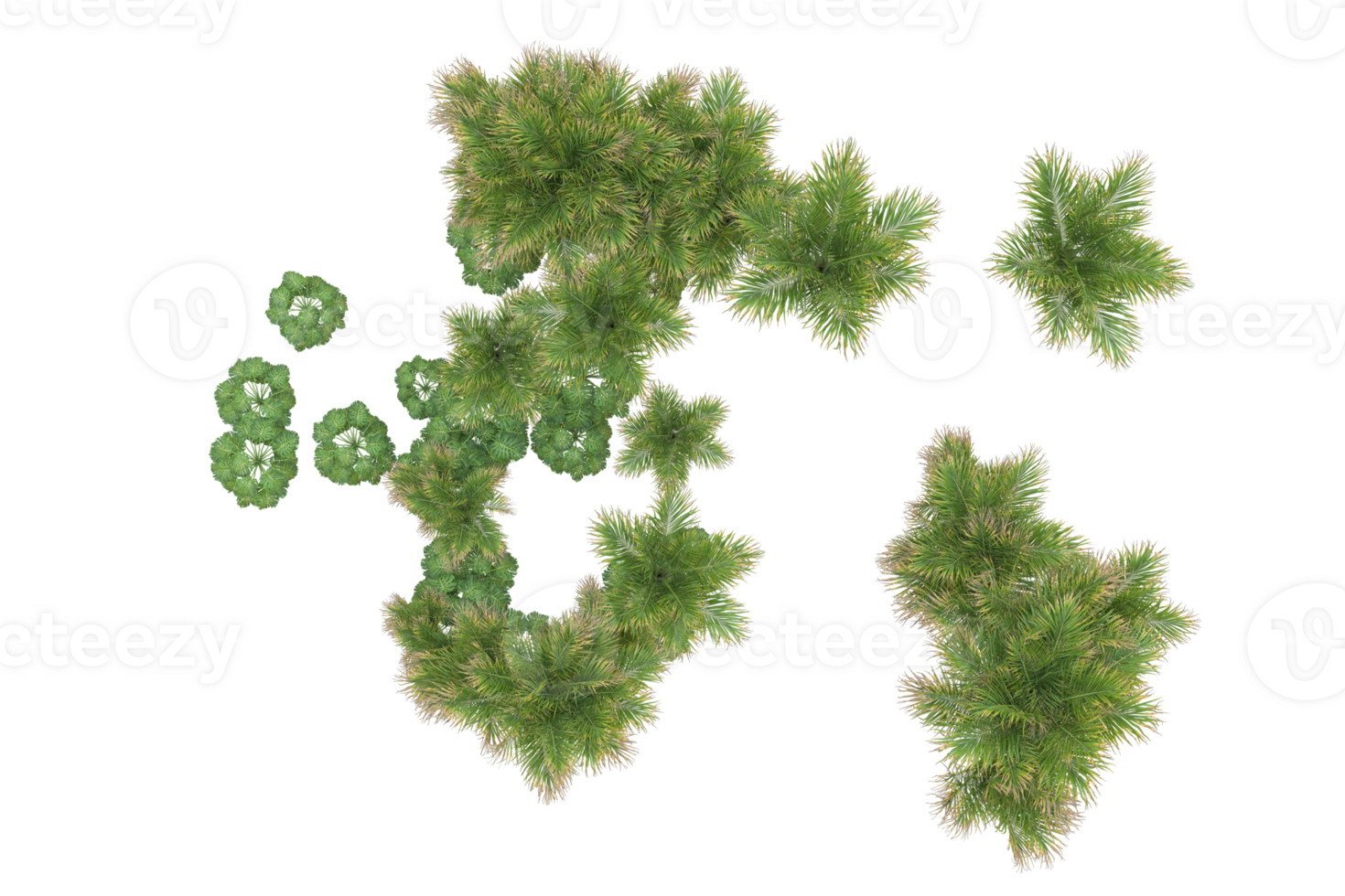 Tropical forest isolated on transparent background. 3d rendering - illustration png