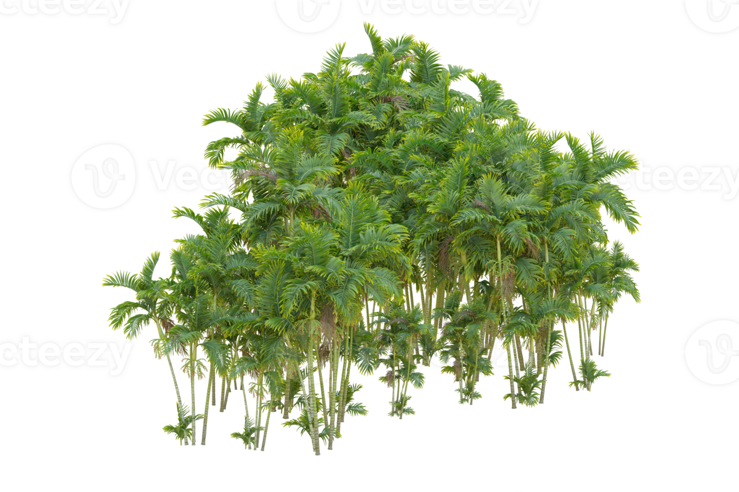 Tropical forest isolated on transparent background. 3d rendering - illustration png