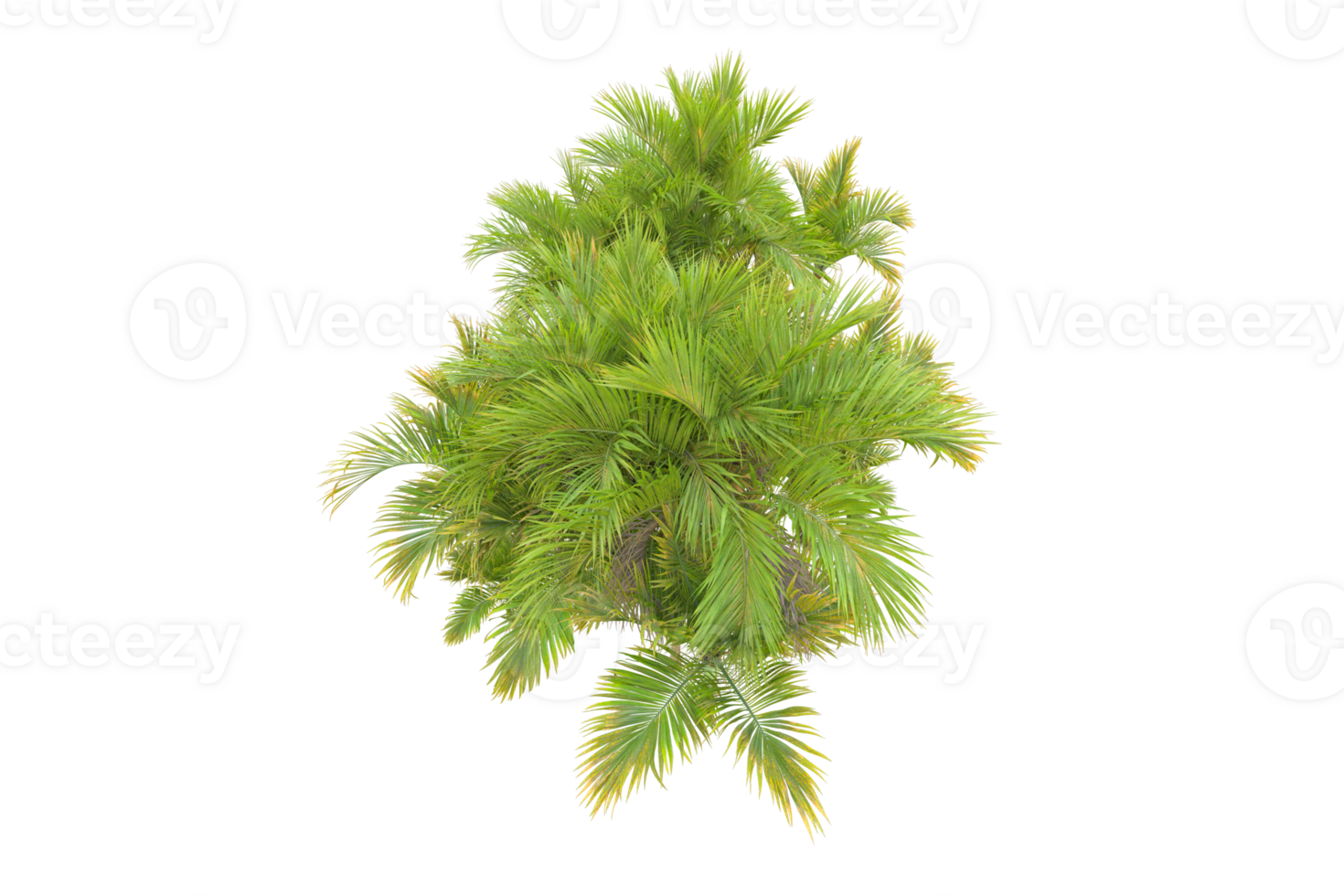 Tropical forest isolated on transparent background. 3d rendering - illustration png