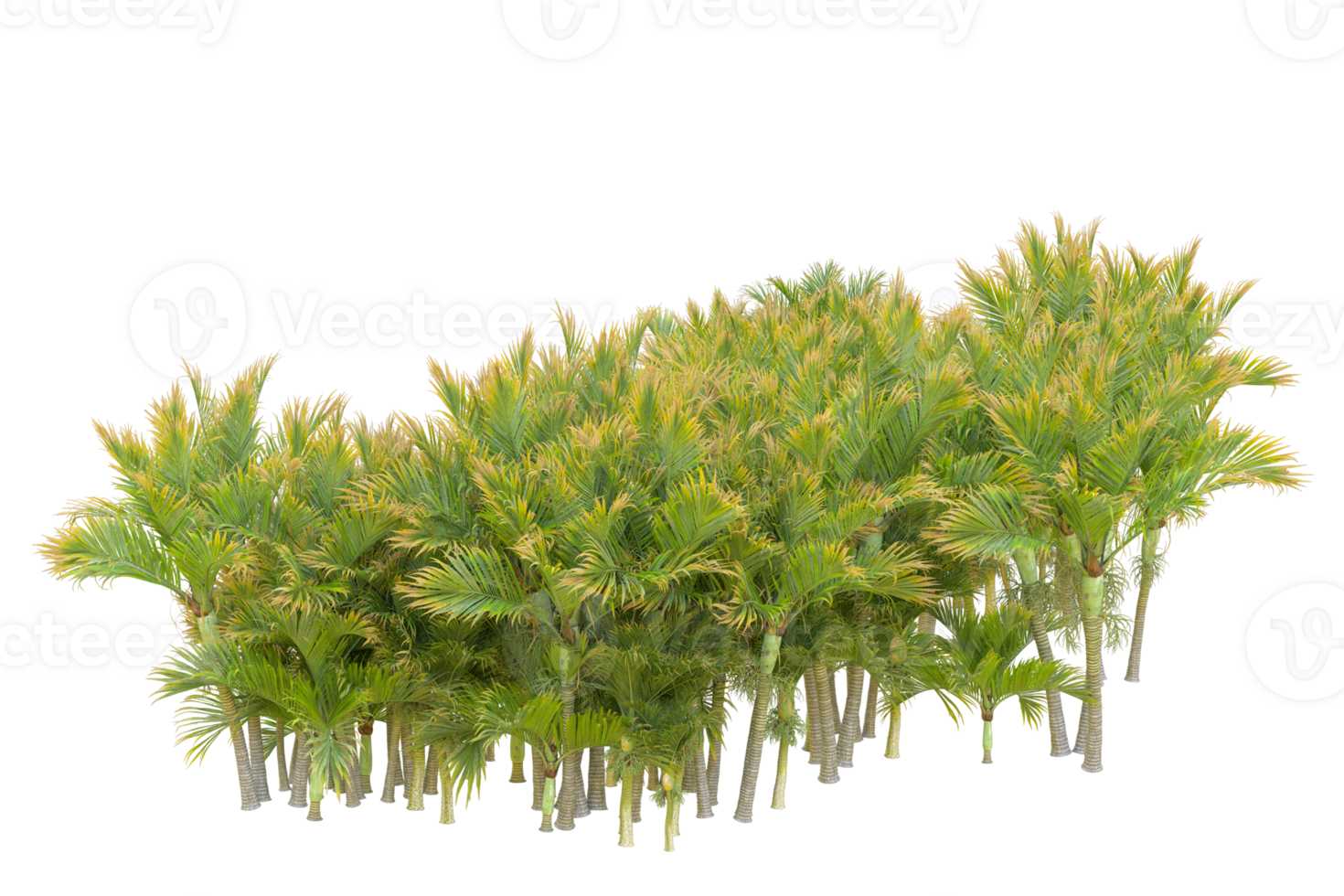 Tropical forest isolated on transparent background. 3d rendering - illustration png