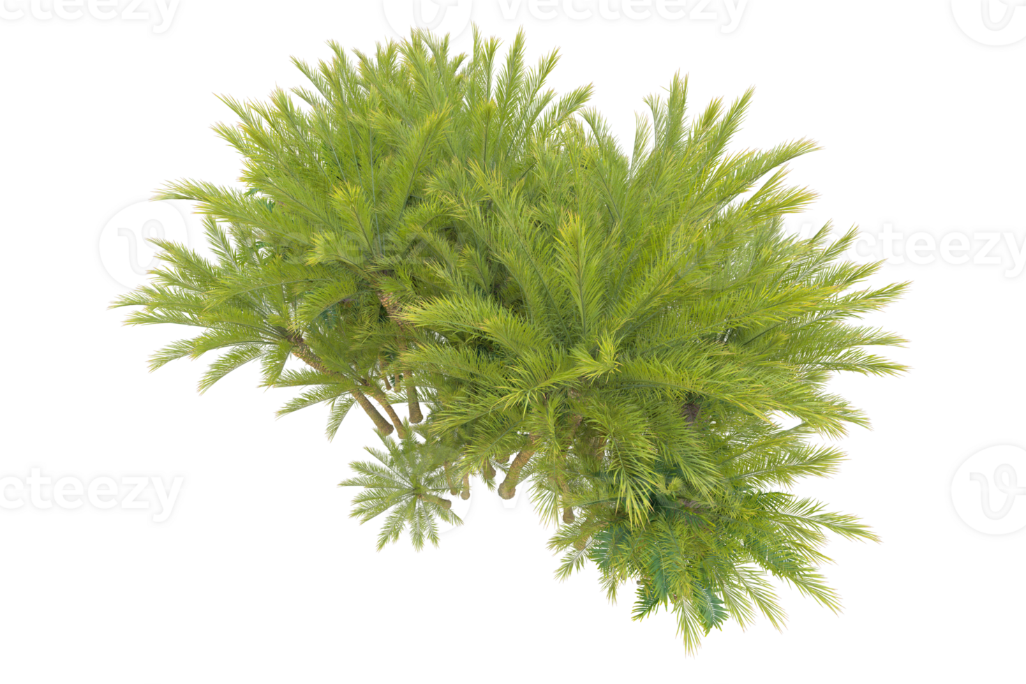 Tropical forest isolated on transparent background. 3d rendering - illustration png