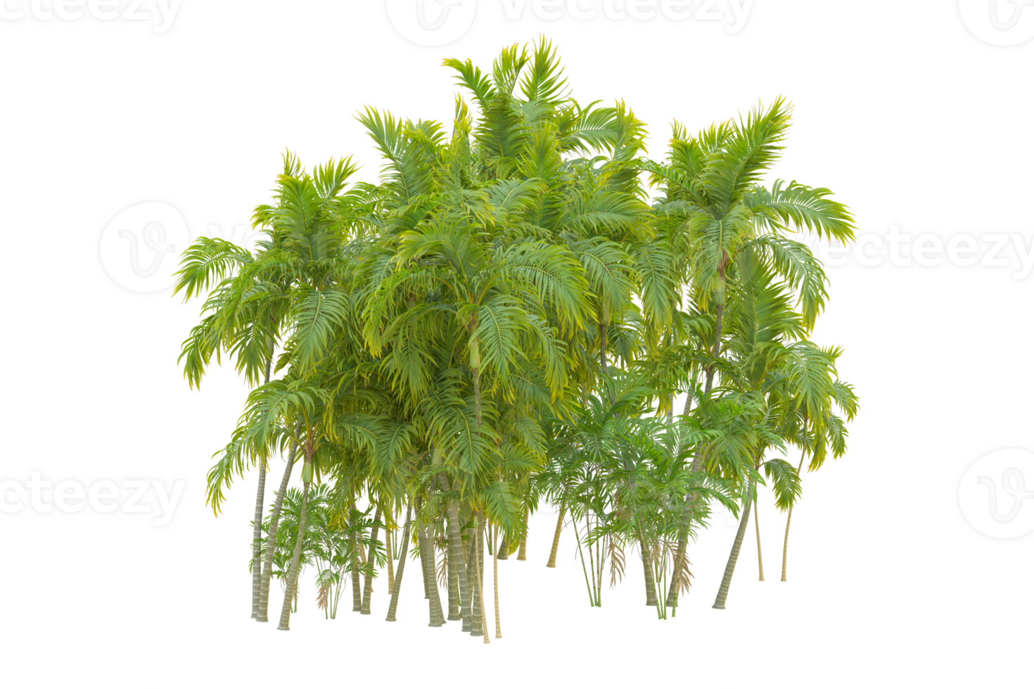 Tropical forest isolated on transparent background. 3d rendering - illustration png