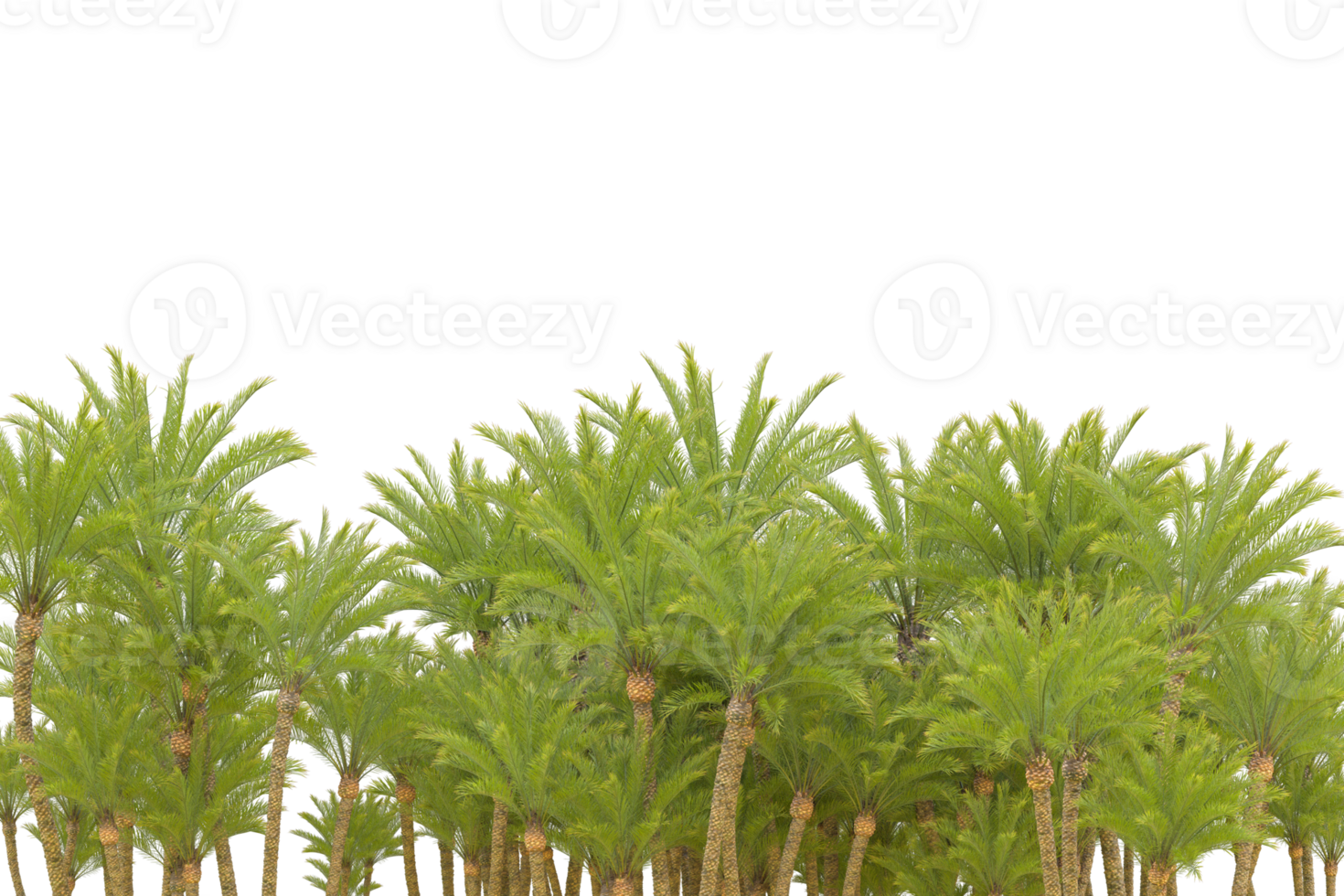 Tropical forest isolated on transparent background. 3d rendering - illustration png
