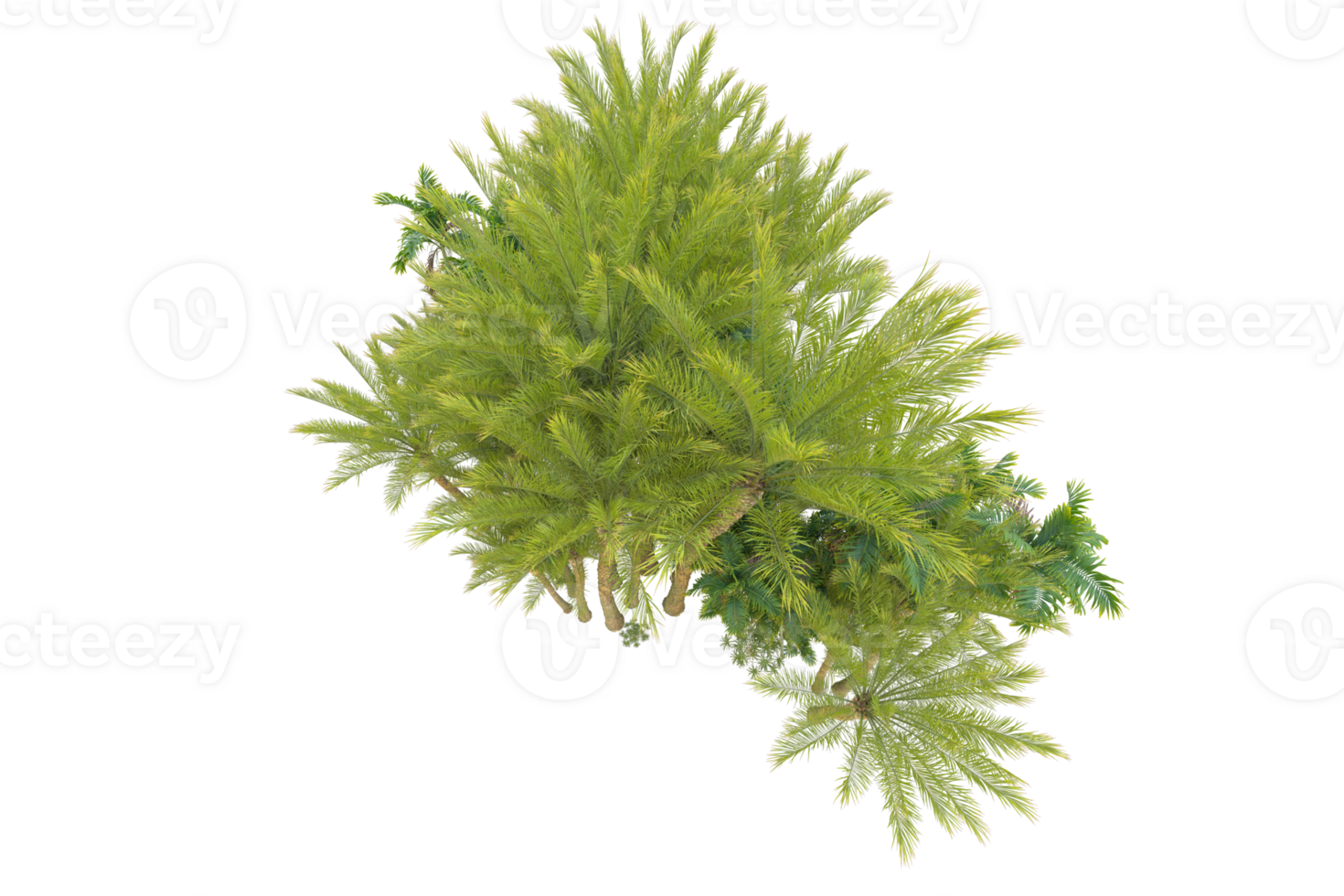 Tropical forest isolated on transparent background. 3d rendering - illustration png