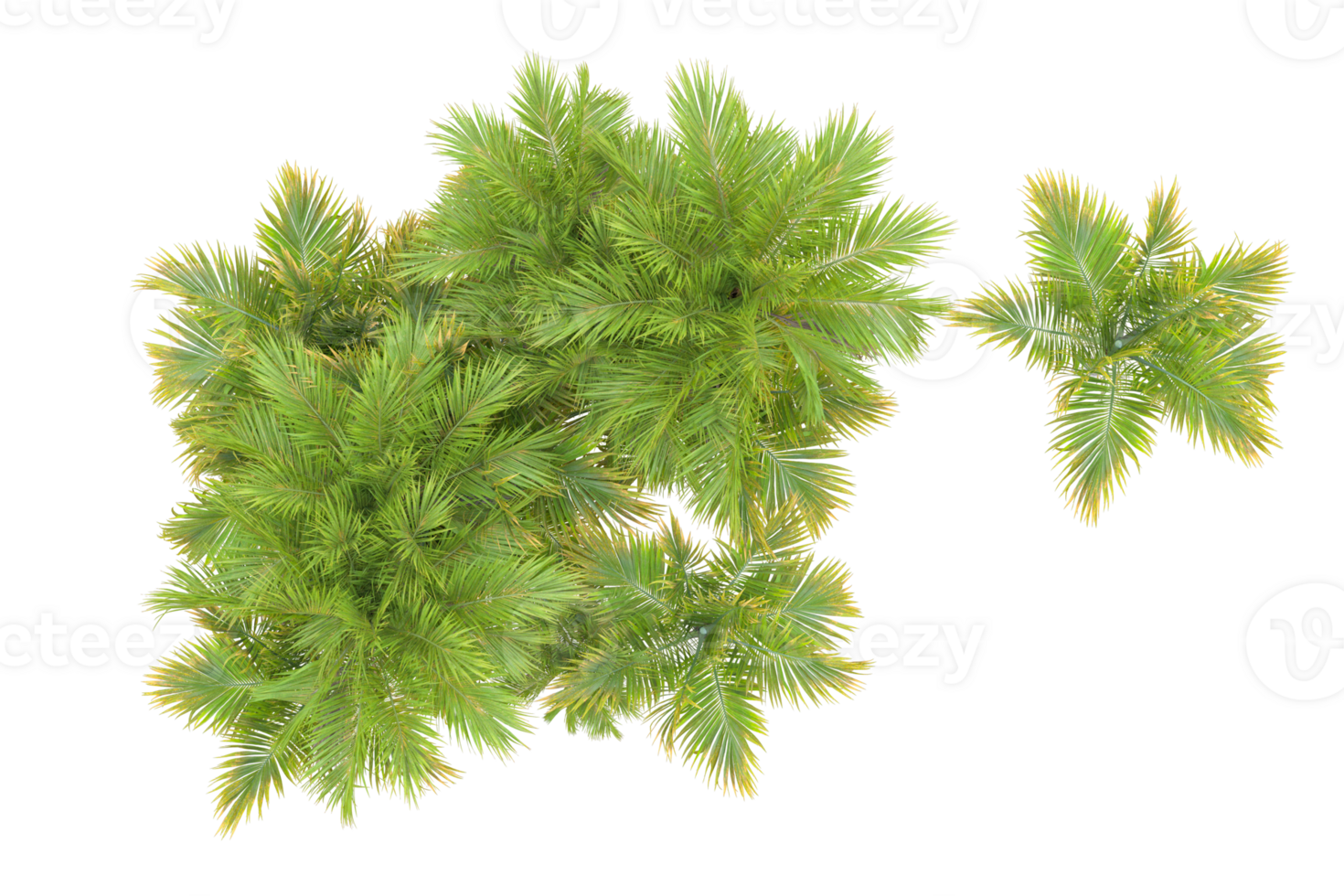 Tropical forest isolated on transparent background. 3d rendering - illustration png