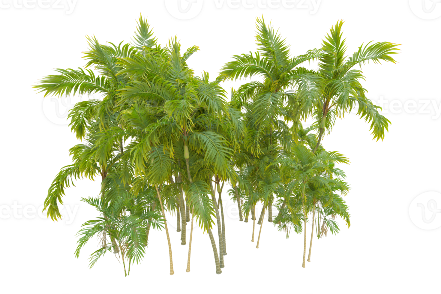 Tropical forest isolated on transparent background. 3d rendering - illustration png