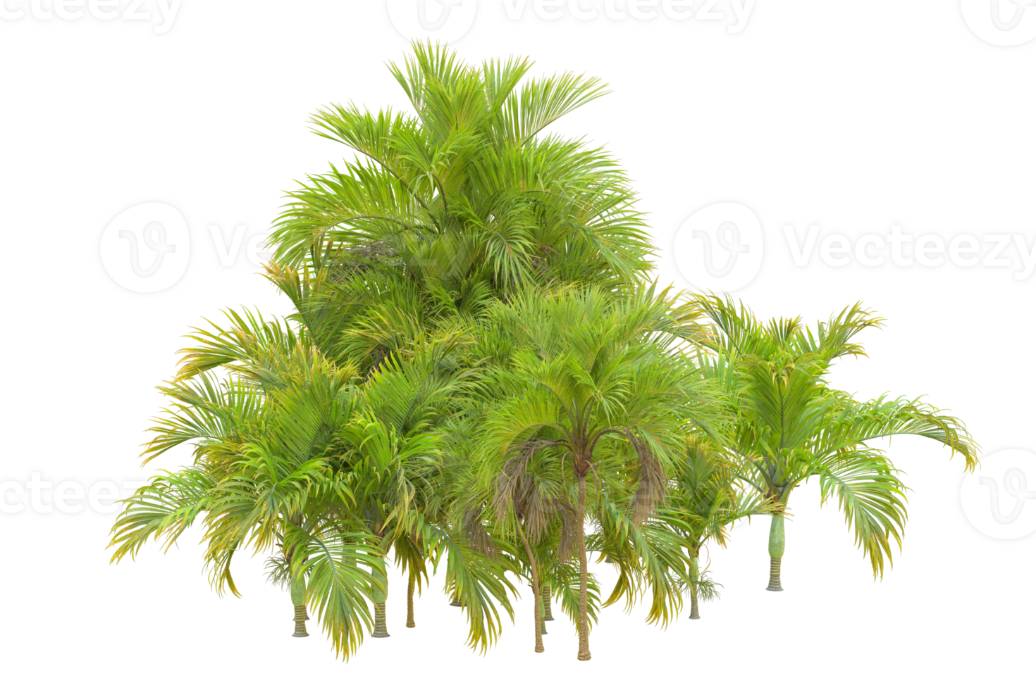 Tropical forest isolated on transparent background. 3d rendering - illustration png