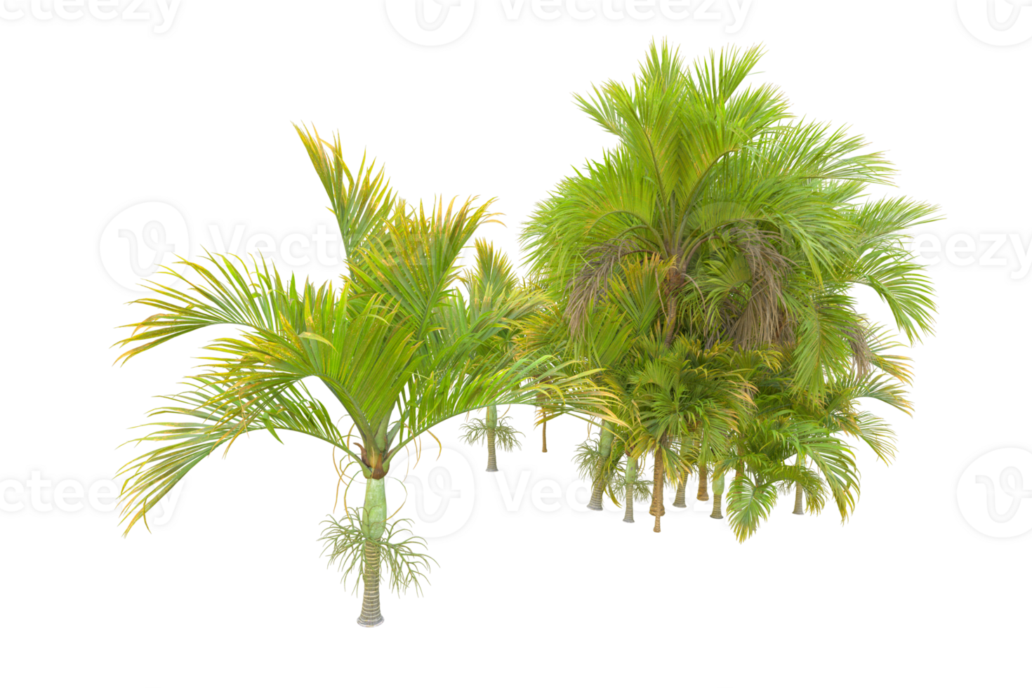 Tropical forest isolated on transparent background. 3d rendering - illustration png