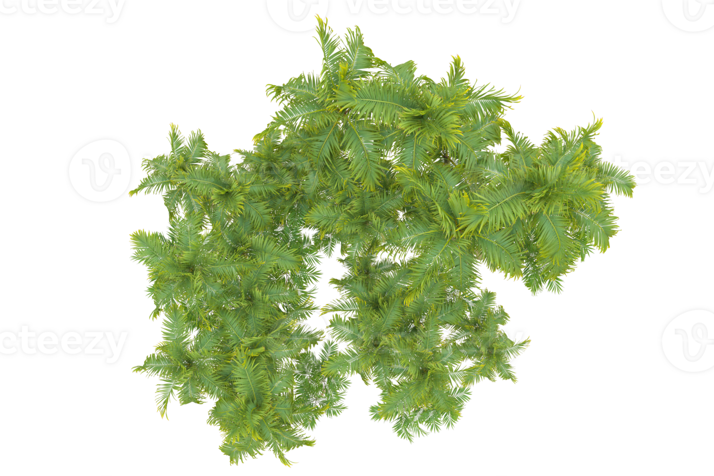Tropical forest isolated on transparent background. 3d rendering - illustration png