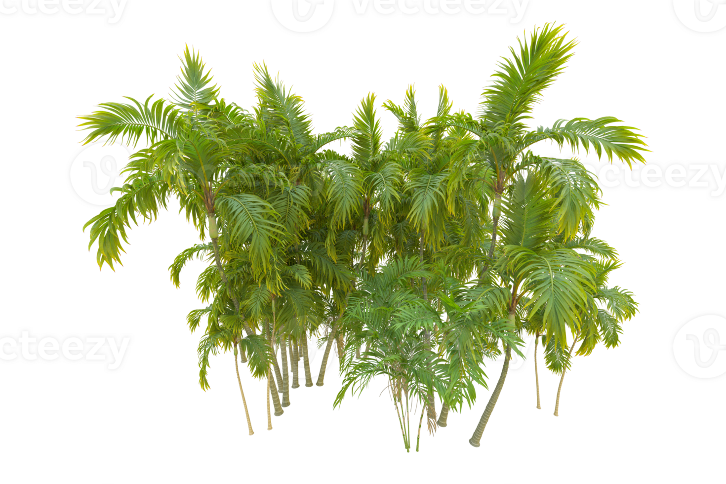 Tropical forest isolated on transparent background. 3d rendering - illustration png