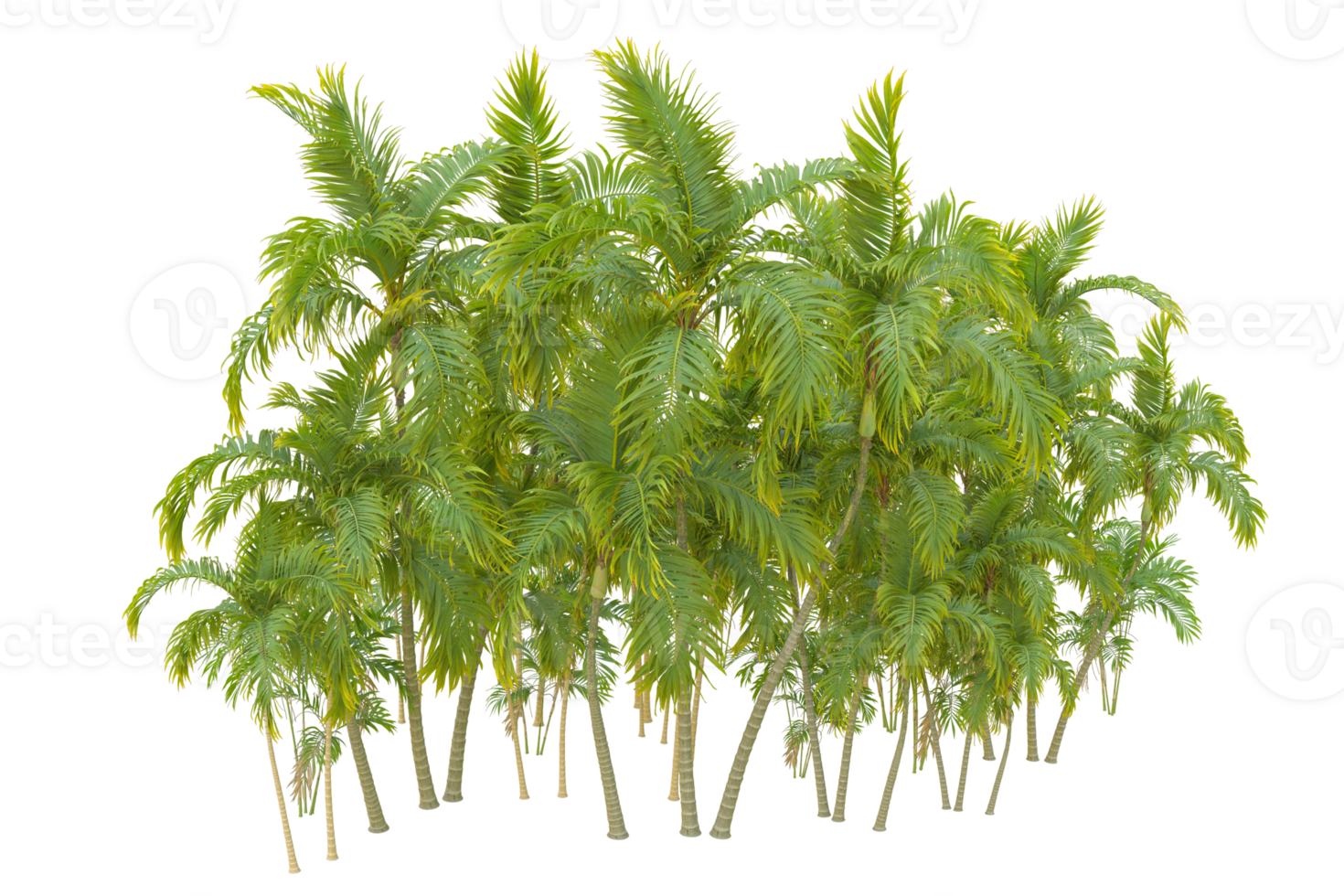 Tropical forest isolated on transparent background. 3d rendering - illustration png