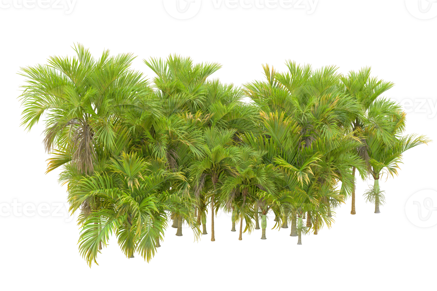 Tropical forest isolated on transparent background. 3d rendering - illustration png