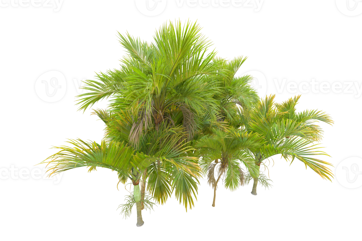 Tropical forest isolated on transparent background. 3d rendering - illustration png
