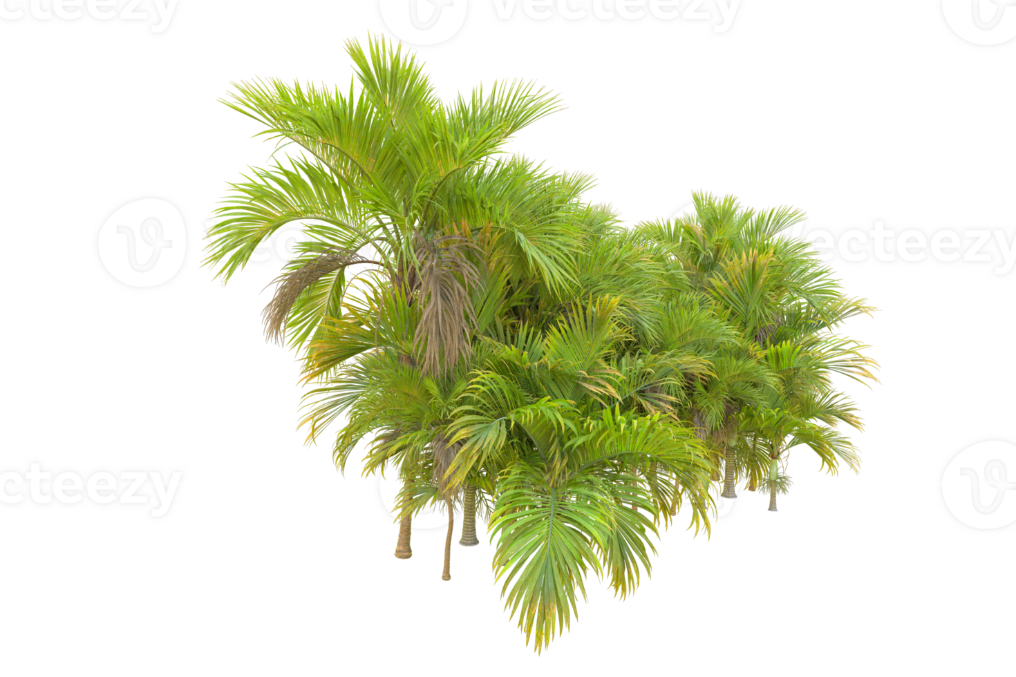 Tropical forest isolated on transparent background. 3d rendering - illustration png