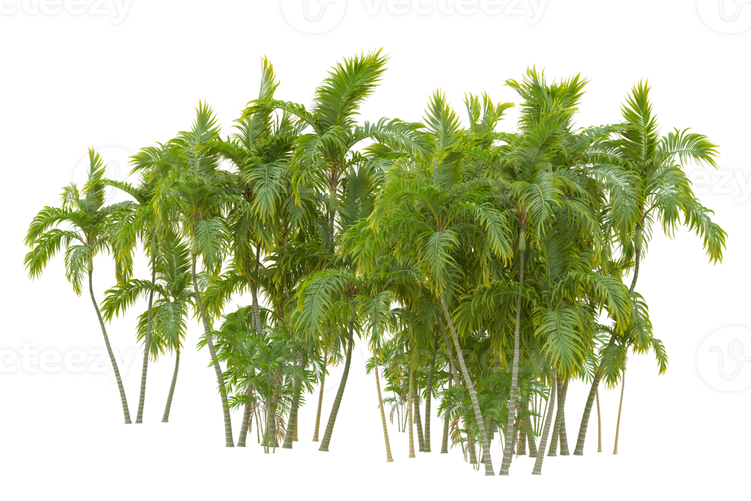 Tropical forest isolated on transparent background. 3d rendering - illustration png
