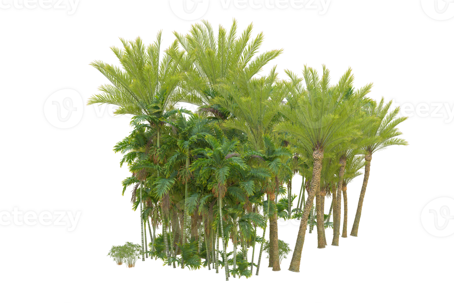 Tropical forest isolated on transparent background. 3d rendering - illustration png