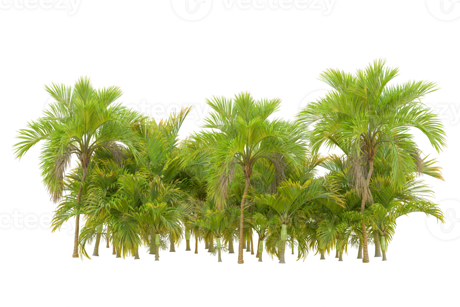 Tropical forest isolated on transparent background. 3d rendering - illustration png