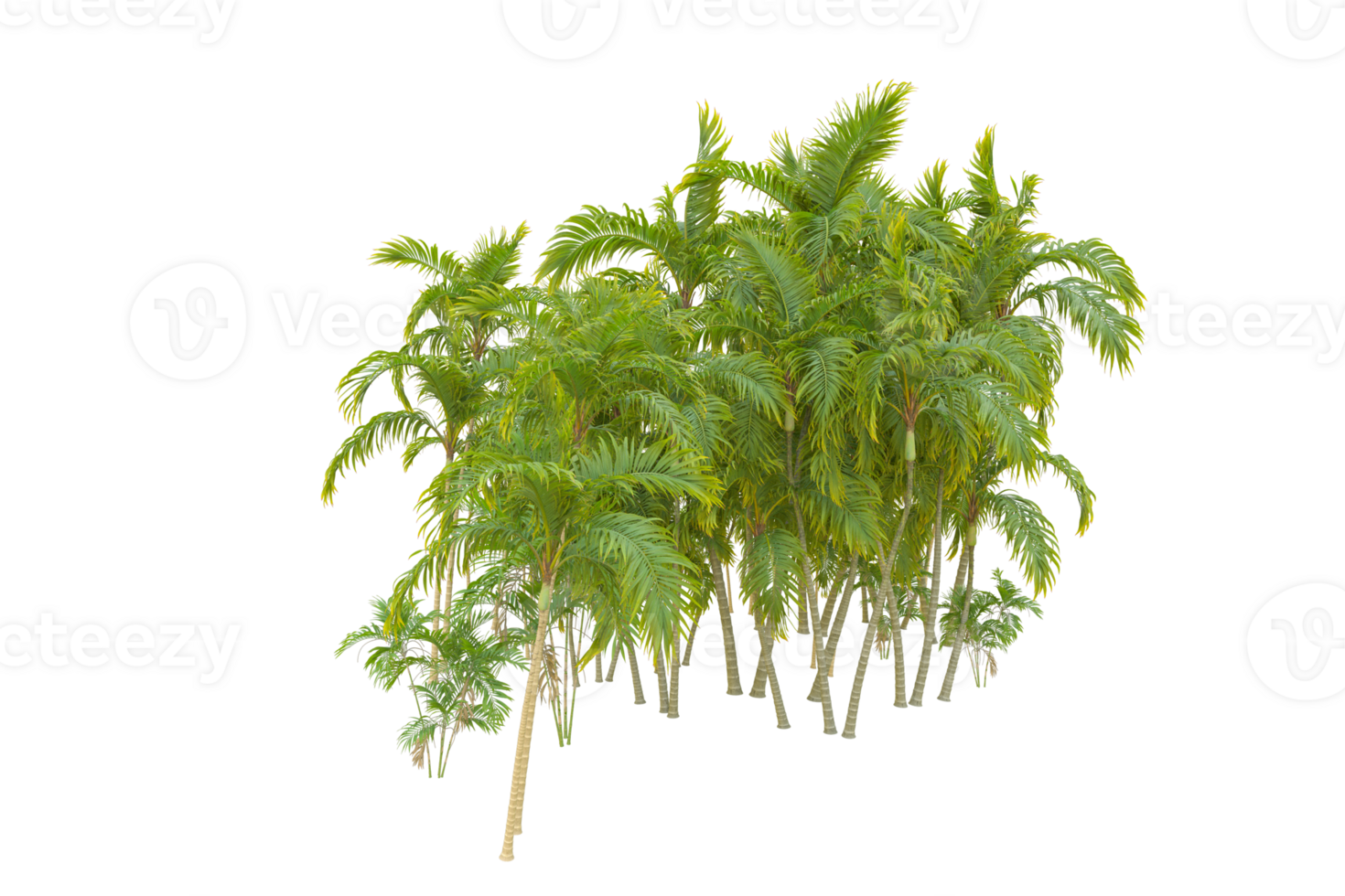 Tropical forest isolated on transparent background. 3d rendering - illustration png