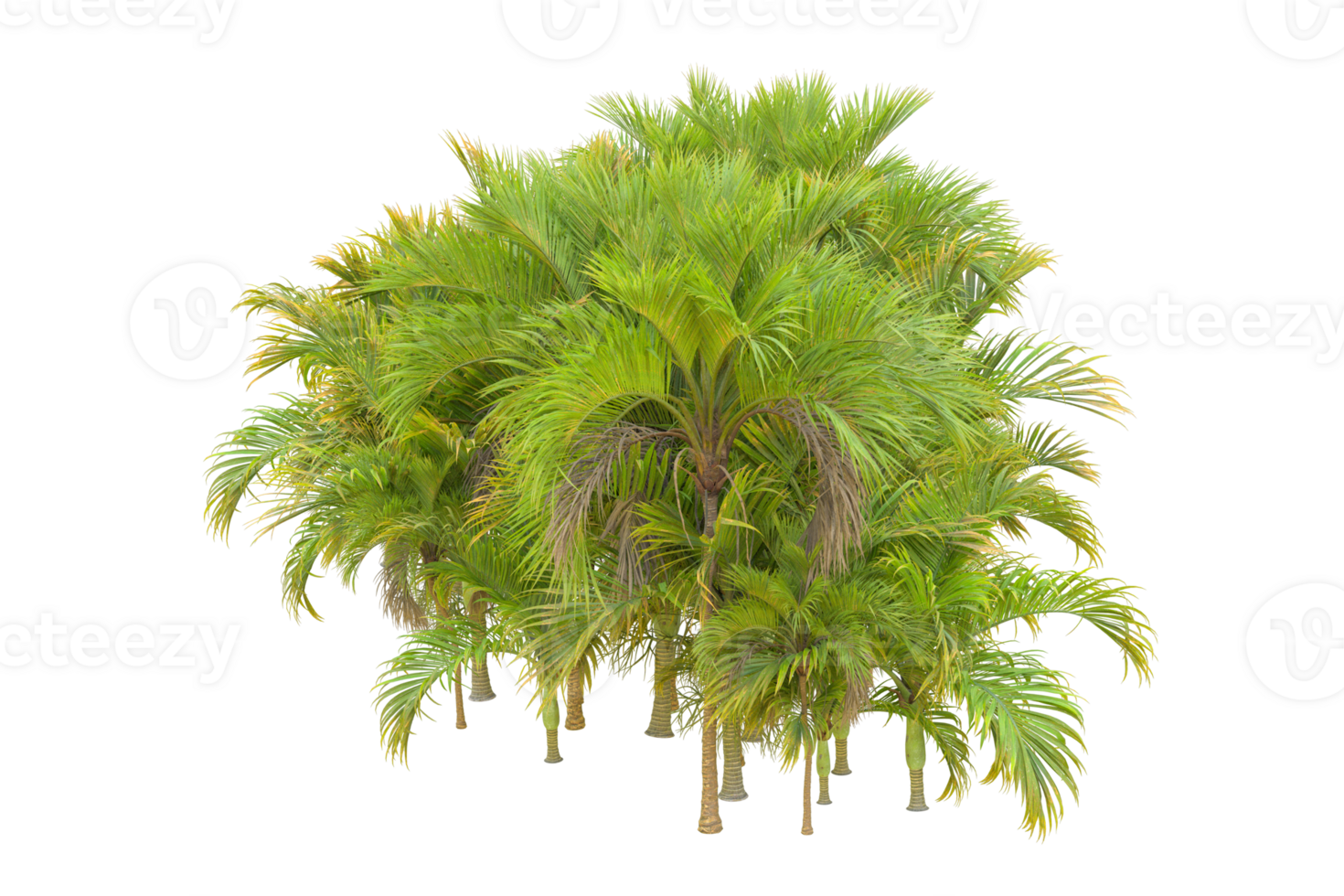 Tropical forest isolated on transparent background. 3d rendering - illustration png