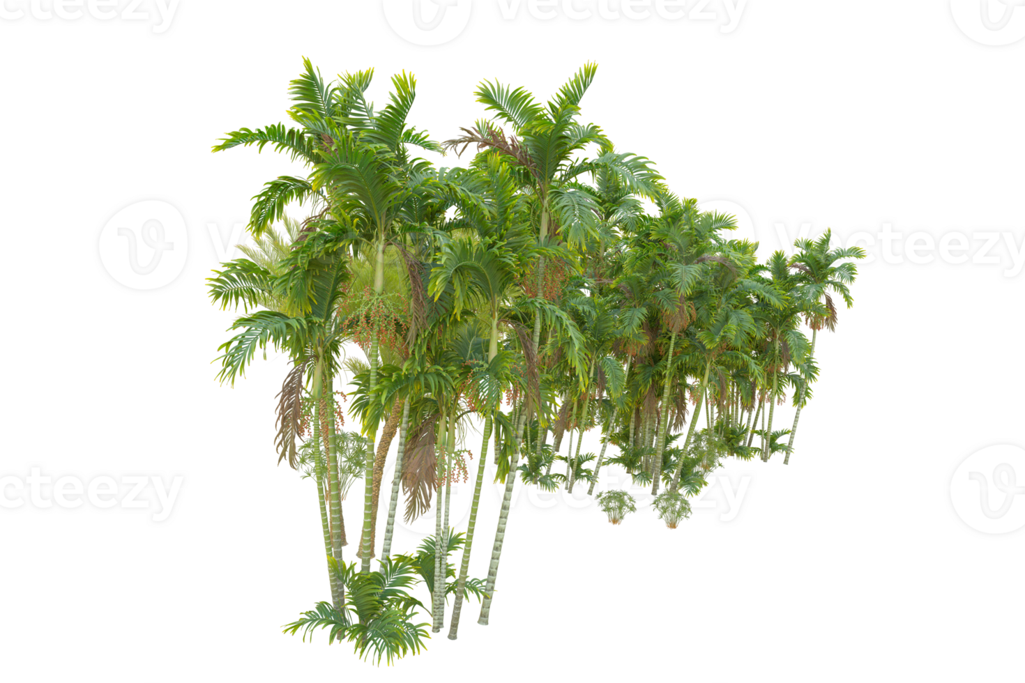 Tropical forest isolated on transparent background. 3d rendering - illustration png