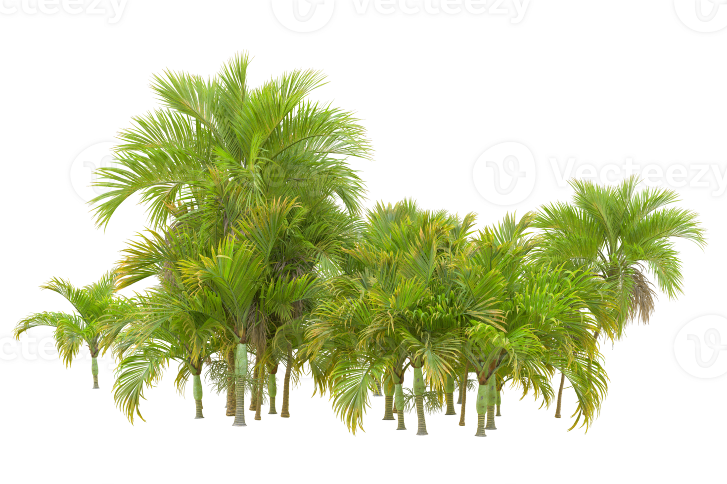Tropical forest isolated on transparent background. 3d rendering - illustration png