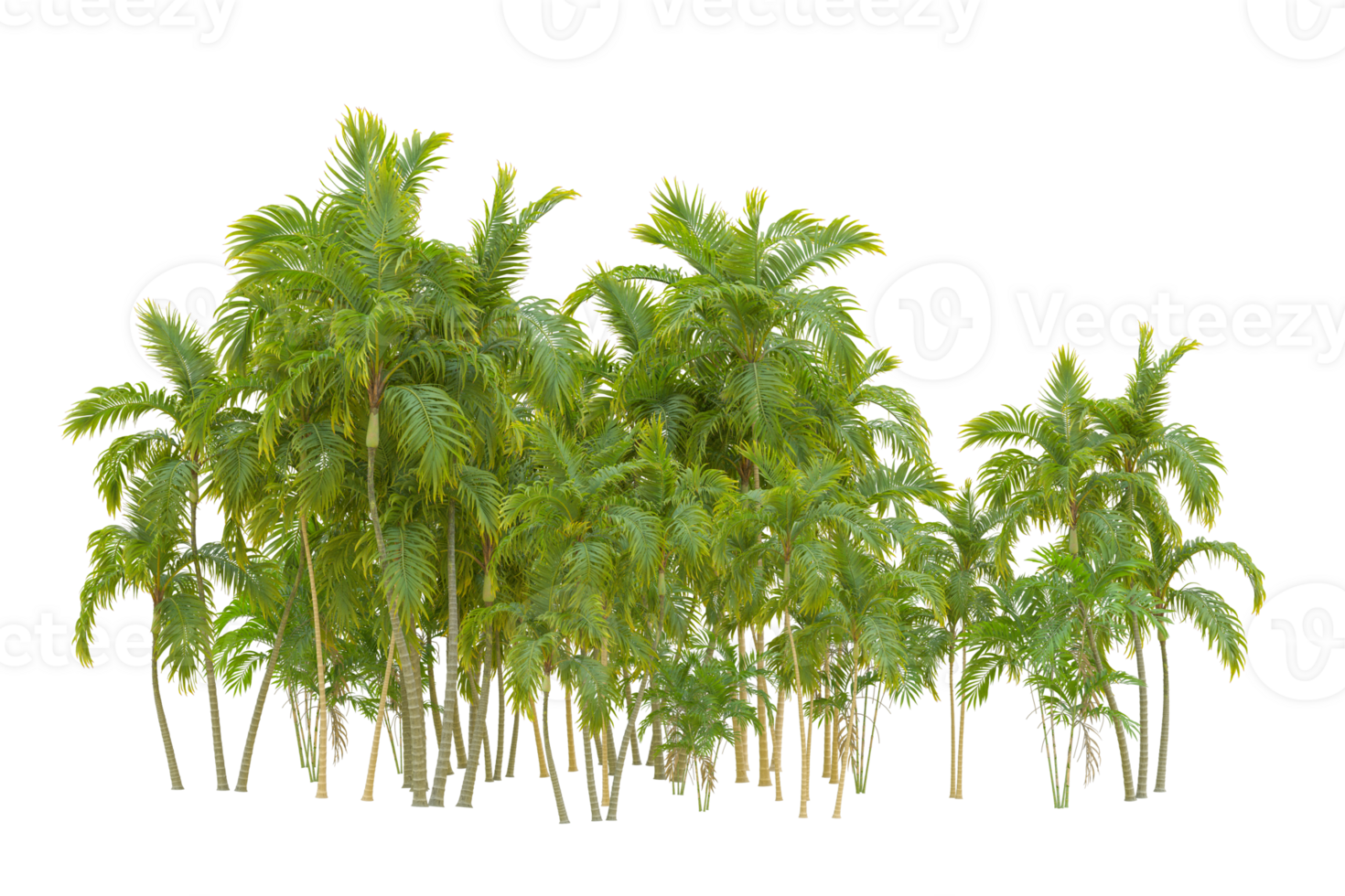 Tropical forest isolated on transparent background. 3d rendering - illustration png