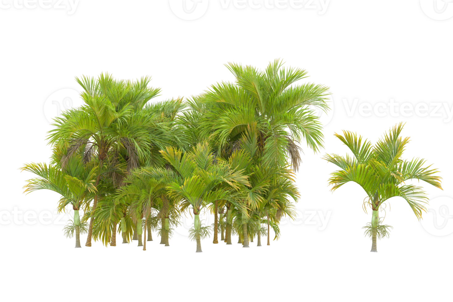 Tropical forest isolated on transparent background. 3d rendering - illustration png