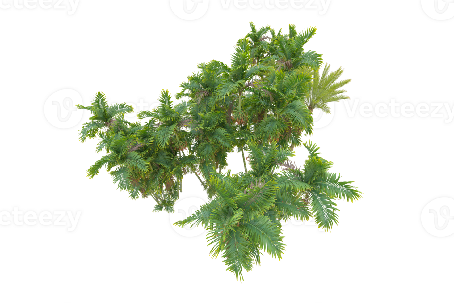 Tropical forest isolated on transparent background. 3d rendering - illustration png