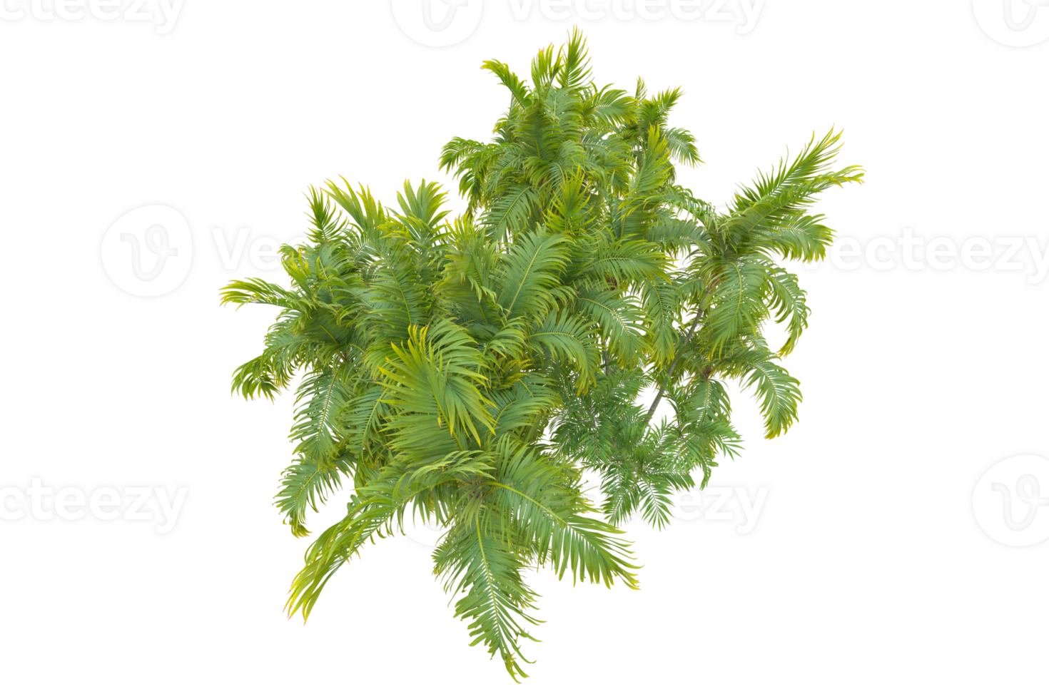 Tropical forest isolated on transparent background. 3d rendering - illustration png