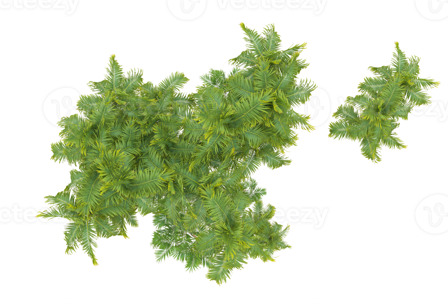 Tropical forest isolated on transparent background. 3d rendering - illustration png