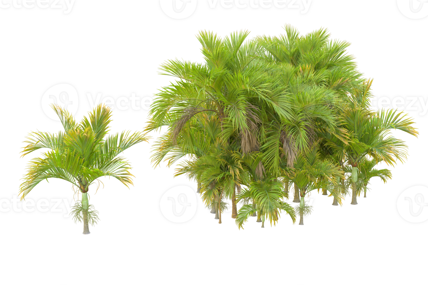Tropical forest isolated on transparent background. 3d rendering - illustration png