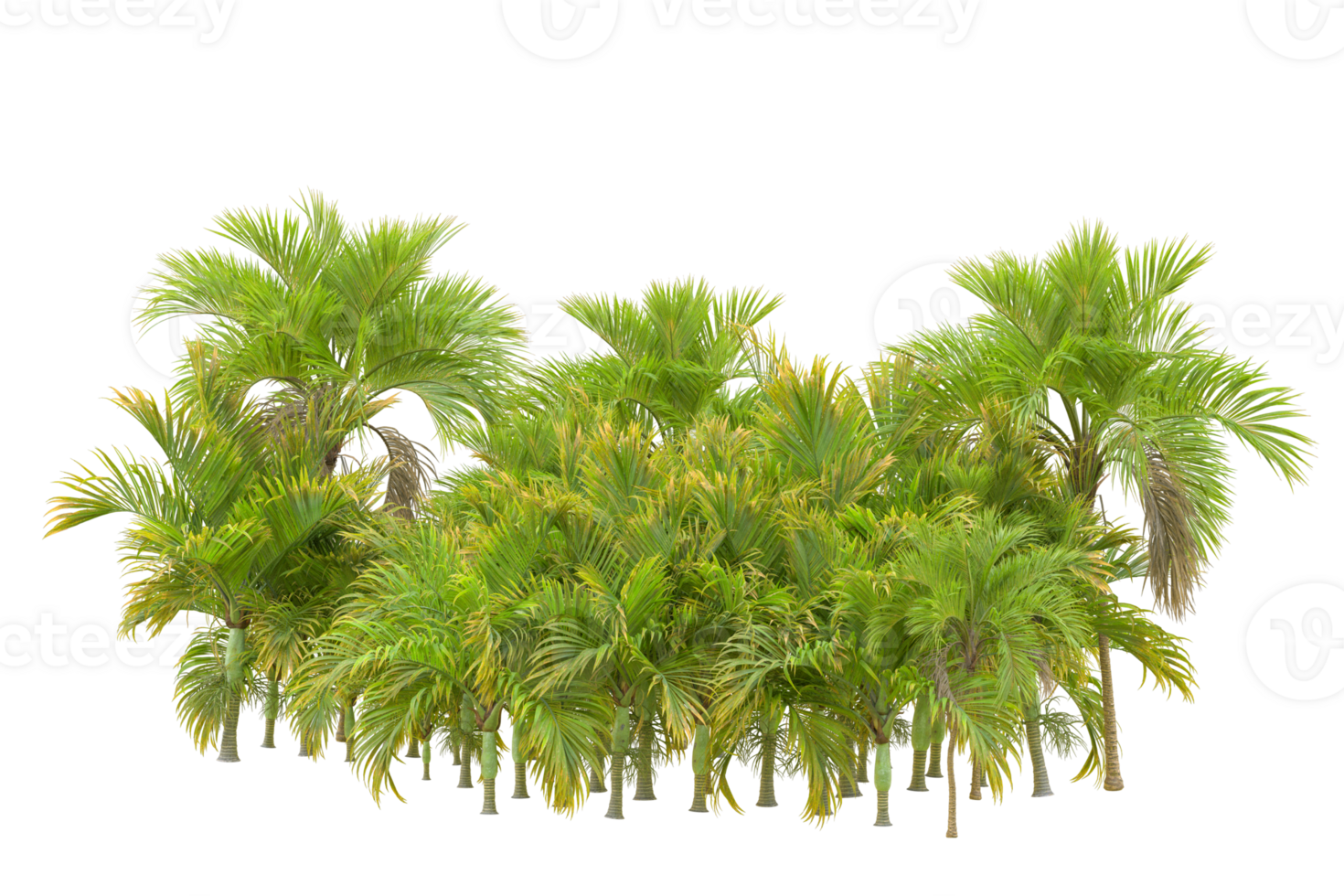 Tropical forest isolated on transparent background. 3d rendering - illustration png