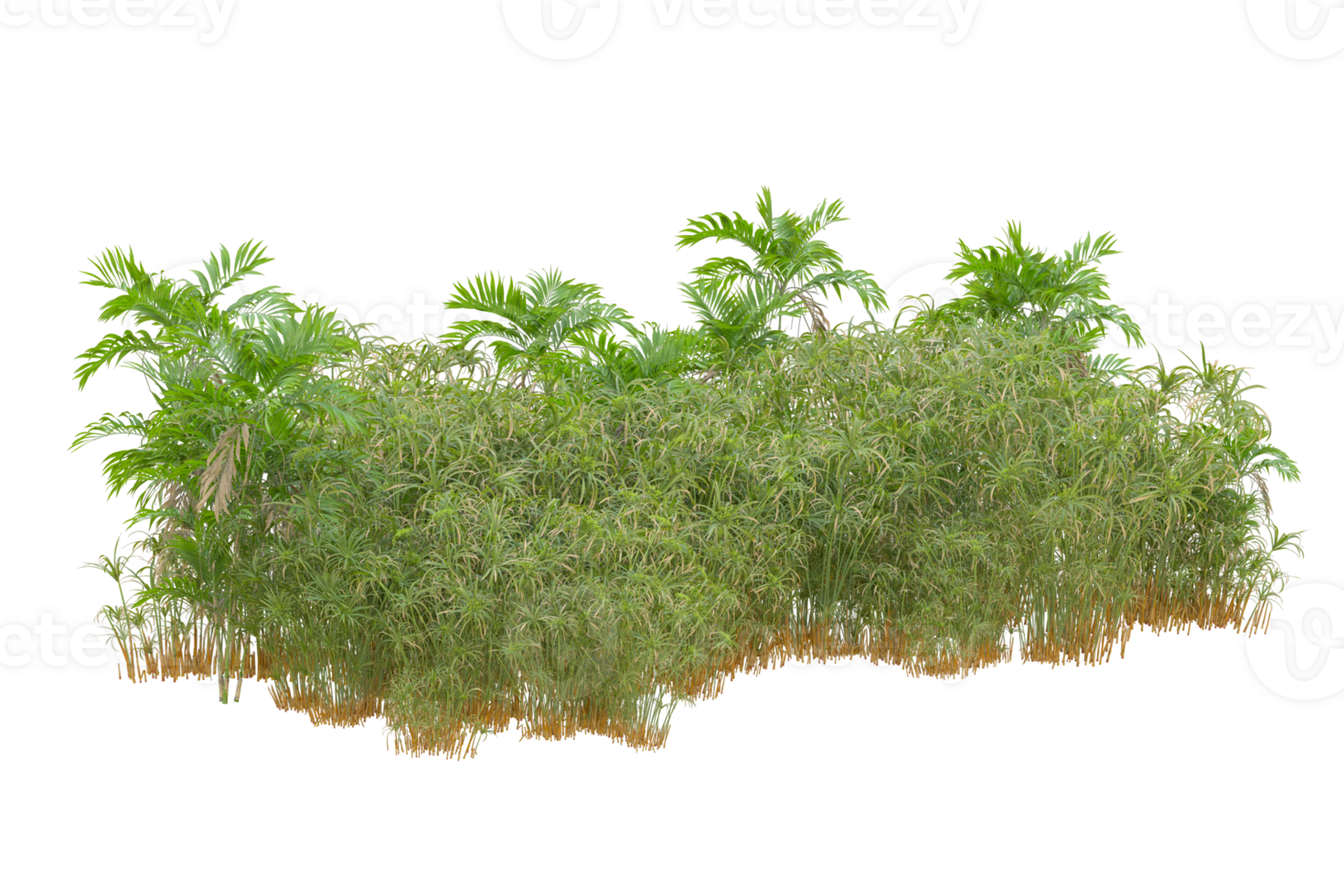Tropical forest isolated on transparent background. 3d rendering - illustration png