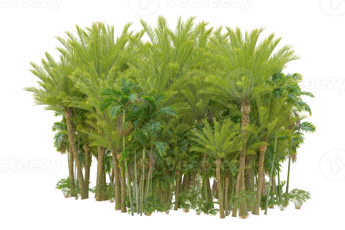 Tropical forest isolated on transparent background. 3d rendering - illustration png