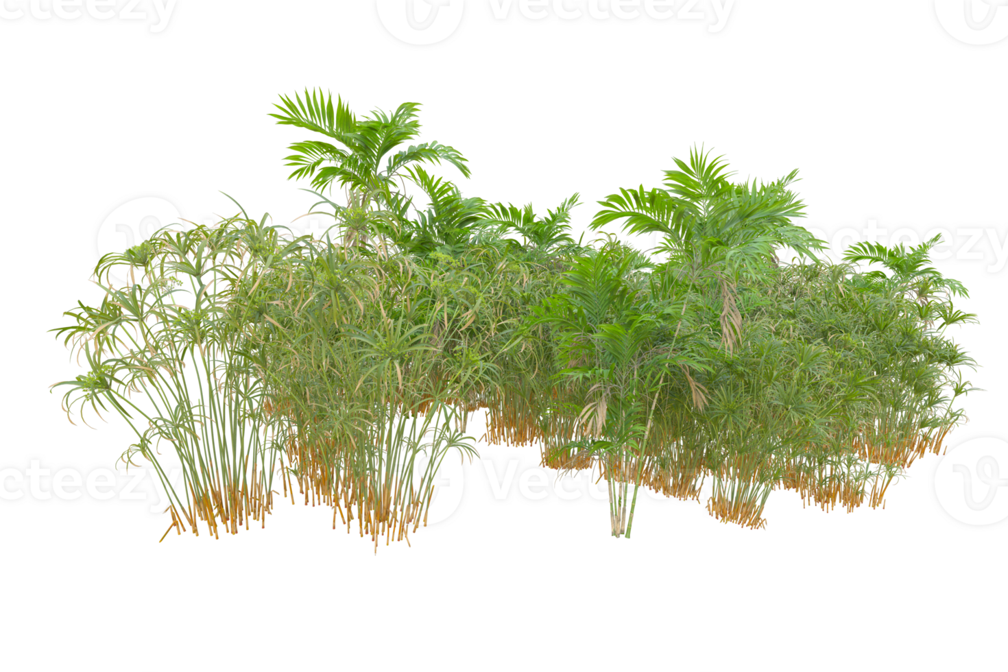 Tropical forest isolated on transparent background. 3d rendering - illustration png