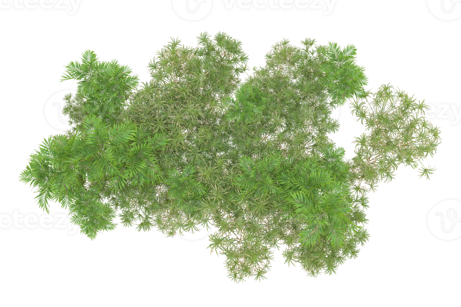 Tropical forest isolated on transparent background. 3d rendering - illustration png