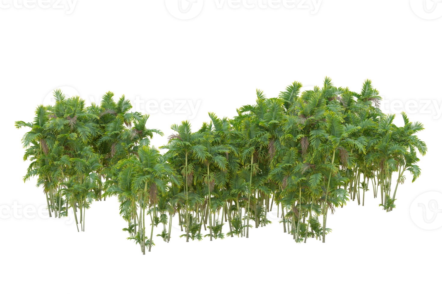 Tropical forest isolated on transparent background. 3d rendering - illustration png