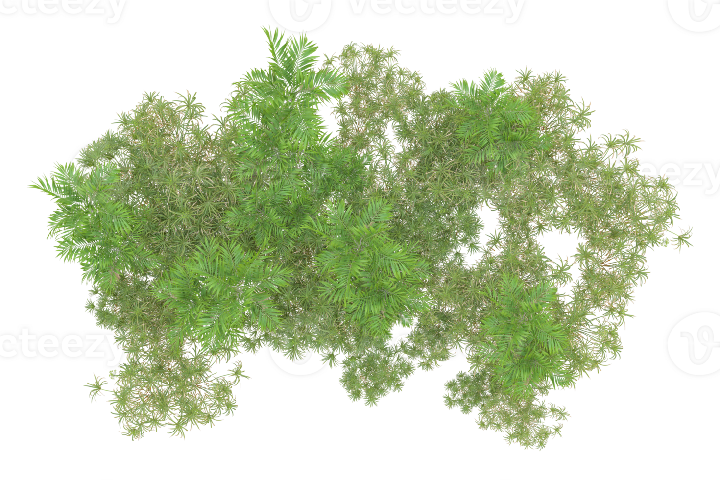 Tropical forest isolated on transparent background. 3d rendering - illustration png