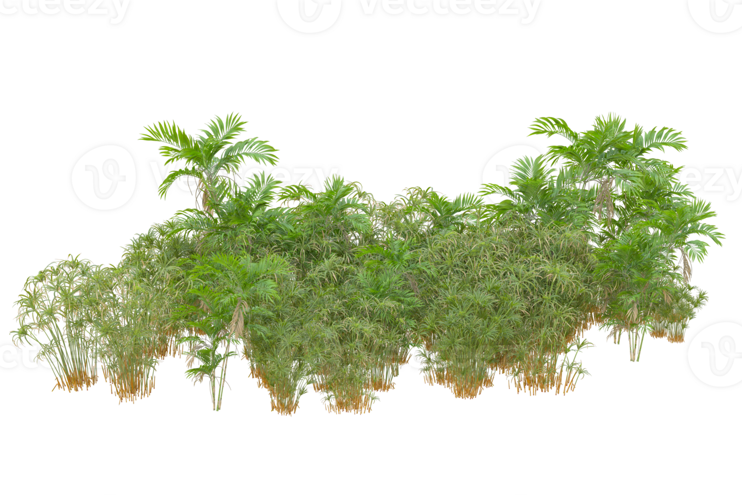 Tropical forest isolated on transparent background. 3d rendering - illustration png