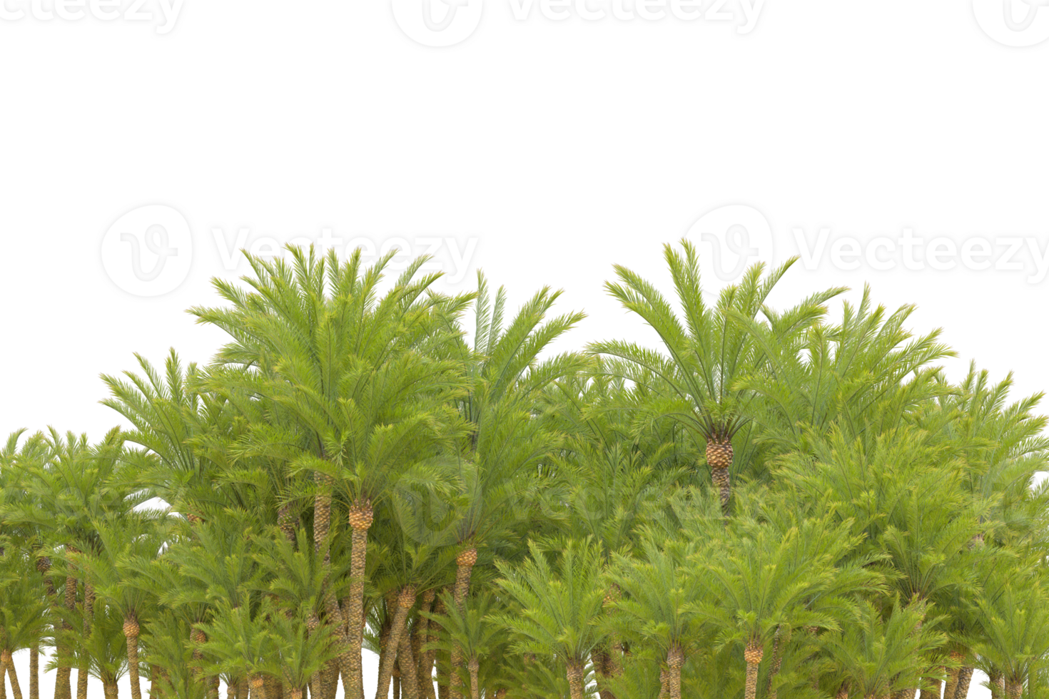 Tropical forest isolated on transparent background. 3d rendering - illustration png