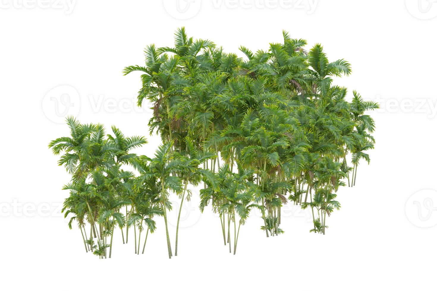 Tropical forest isolated on transparent background. 3d rendering - illustration png