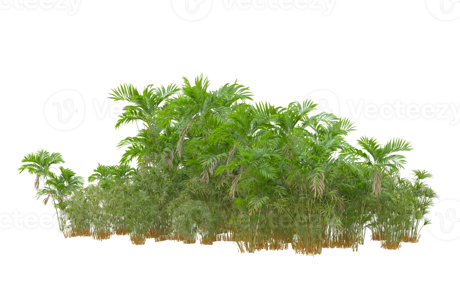 Tropical forest isolated on transparent background. 3d rendering - illustration png