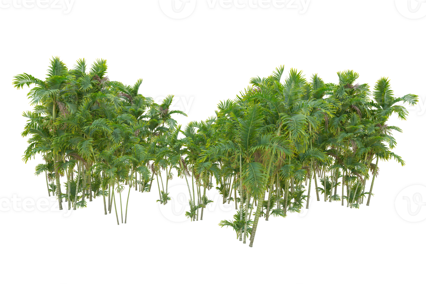 Tropical forest isolated on transparent background. 3d rendering - illustration png