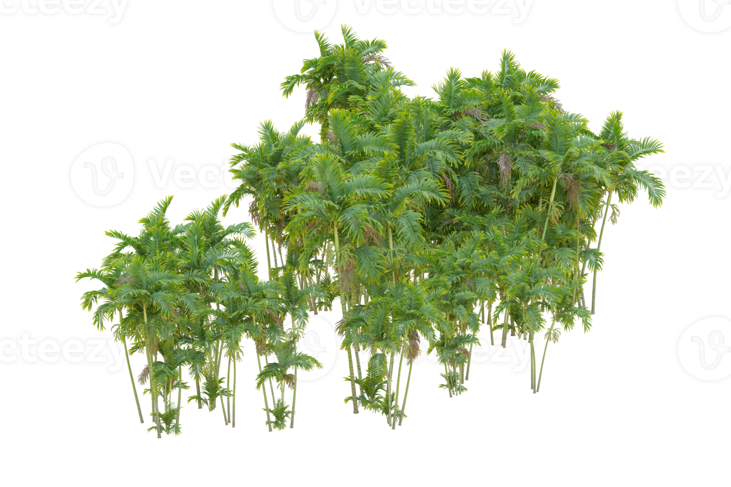 Tropical forest isolated on transparent background. 3d rendering - illustration png